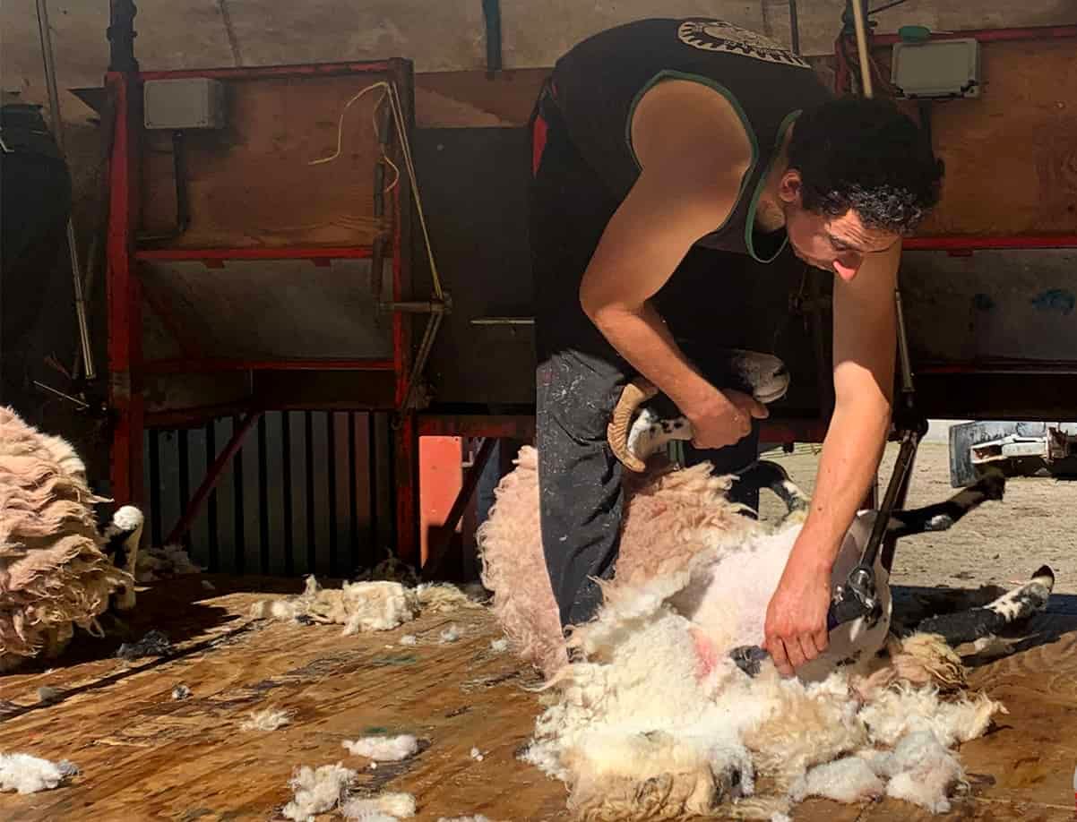 Insulation, the solution to our mountain of wool?